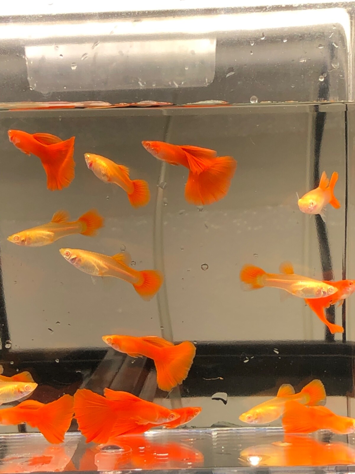 Albino full red high quality USA seller guppy live fish eBay