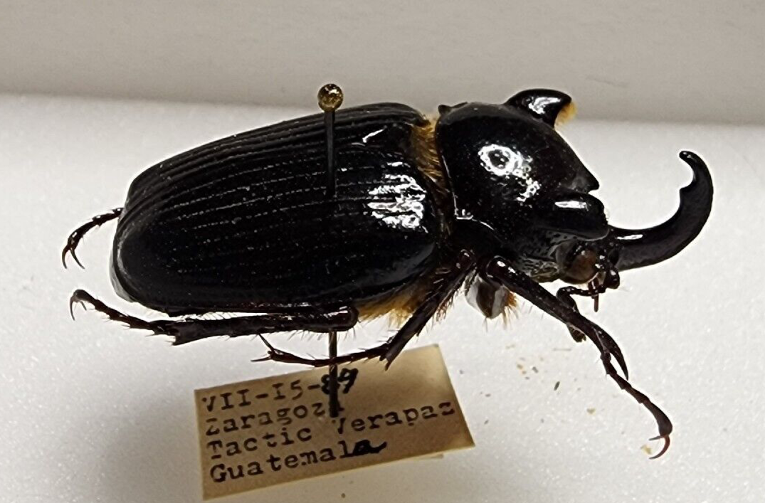 標本 Guatemala Pantodinus klugi 42mm RARE Pantodinus klugi 33mm from Guatemala Beetle Insect Entomology