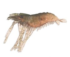 Almost Alive Lures Artificial Shrimp Lure Bait 3-1/4" Natural 10 Pk for Inshore