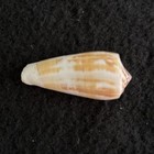 Conus Magus, Philippinen Kegelschale 53 mm
