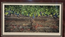 "Foto Olof Carmel Calistoga Cabernet II Bellas Artes Impresión Giclee 15x8"" Marco 28x21"""