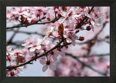 pink flower on the tree Framed Wall Art Poster Canvas Print Picture