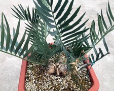 Rari cactus Encephalartos cupidus 17,5 cm multi teste WYSIWYG Caudex boutique