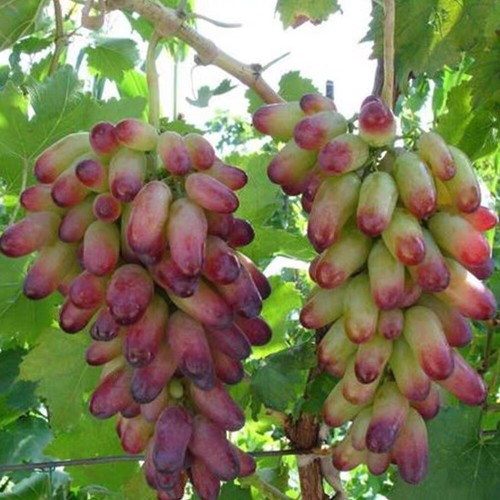 1bag Mixed Finger Grape Seeds Vitis Vinifera Organic Fruit Seed Heirloom Non GMO - Picture 4 of 18
