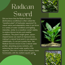Radican Sword Echinodorus Cordifolius - Bright Green Aquatic Plant - 1/3/5 pk