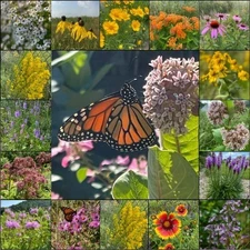Native Monarch Mix for Missippi River Flyway to East Coast of USA, USA Grown