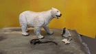 G.I. Joe Classified POLAR BEAR from the Snake Eyes set