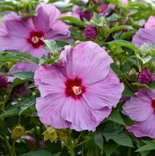 20 DBL Lite Purple Hibiscus Seeds Flowers Flower Seed Perennial Bloom US SELLER