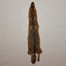 Golden Jackal Tanned Fur Pelt - Coyote Skin, Hide For Sale - Tf7496