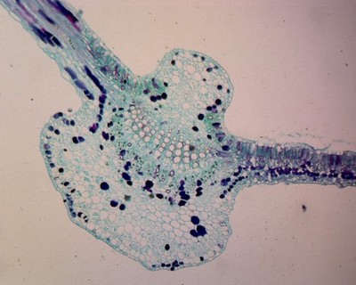Begonia Leaf; Cross Section