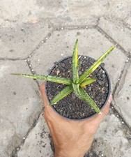 Real Picture Sansevieria Bunlue Torch Variegated Rare Uniqe Snake Plant