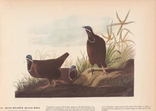 Audubon 1942 Vintage Birds #172 "Blue Headed Quail Dove" Color Art Plate Litho