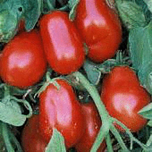 Napoli Roma, Tomato Seeds: Grown to Organic Standards Open