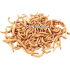 Live Mealworms - FREE Shipping! Bulk, Grown Organic in Texas (100-5000)