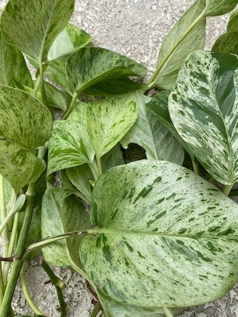 prayer plant for sale Buy Maranta Red Prayer Plant main image 1
