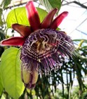Passiflora qudrangularis Giant Granadilla| 1 LIVE STARTER PLANT SALE!