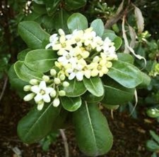 Japanese Cheesewood/Pittosporum Tobira/Japanese Mock Orange - 30 Seeds 2025 - US