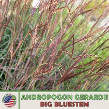 200 Big Bluestem Seeds, Andropogon gerardii, Beardgrass, Native Prairie Grass