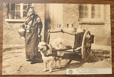 um 1910 Belgien Flämisches Milchmädchen Hundewagen Postkarte Laitière Flamand, Vlaamsche