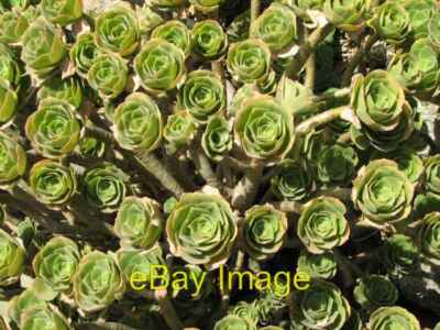 Foto 6x4 Scilly Sukkulenten Hugh Town Diese Pflanzen sind rundum gefunden t c2007