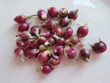 Egyptian Walking Onions Bulblets 25 Small Size Lot Organic Heirloom 2026 Harvest