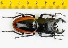 Odontolabis for collectors | large size | Collector's Secret