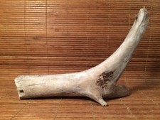 Beautiful 10" DRIFTWOOD Piece Terrarium Taxidermy Aquarium Beach Wood DECOR Art