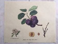 Vecchia Stampa Vegetale/Agraria Prugne Anni ‘60 Vintage