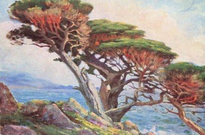postcard a monterey ca california cypress tree from painting by wm. adam