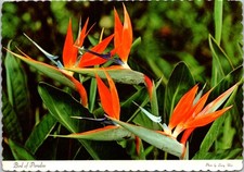 Bird of Paradise Flower Colorful Close-up Continental Postcard A245