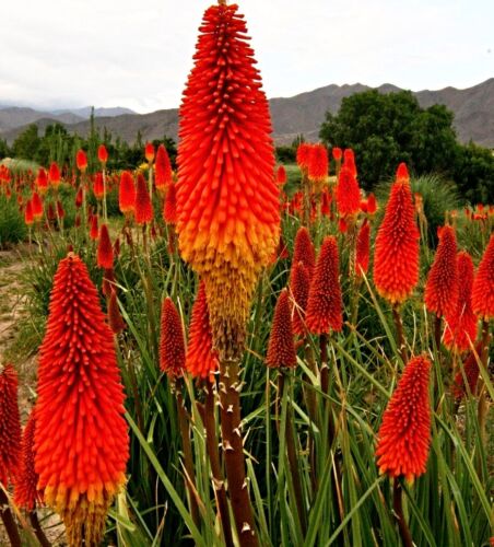 Torch lily seeds, rocket flower, Knipophia uvaria, like burning torches - Picture 1 of 1