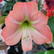 PRODIGY AMARYLLIS HIPPEASTRUM Seeds - Qty 15 - Fresh Seeds