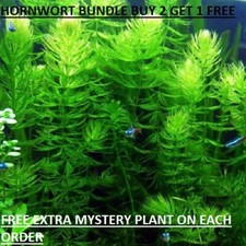 Hornwort Ceratophyllum Live Aquarium Pond Plant planted tank BUY2GET1FREE