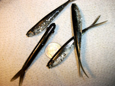 60-3"-crappie bass-panfish-soft minnow-jig-grub-lure-drop shot-split tail-flukes