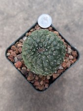 Euphorbia Gymnocalycioudes, graft on E. Lactea , shown in 2.5" pot