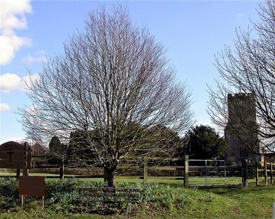 Foto 6x4 Reife Kirche und Wild Service Baum, Eckington Corner Wild Service um 2004