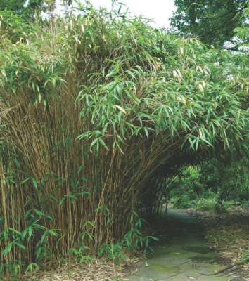 PSEUDOSASA JAPONICA BAMBOO SMALL Clump 2-3 STEMS Live Screen GIANT BAMBOO |  eBay