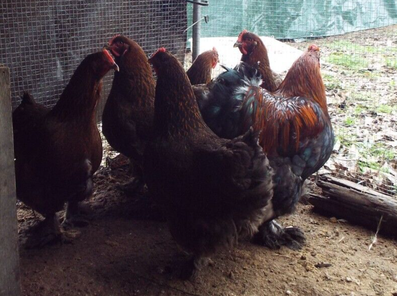 5 Partridge Cochin Standard LF Chicken Hatching Eggs eBay