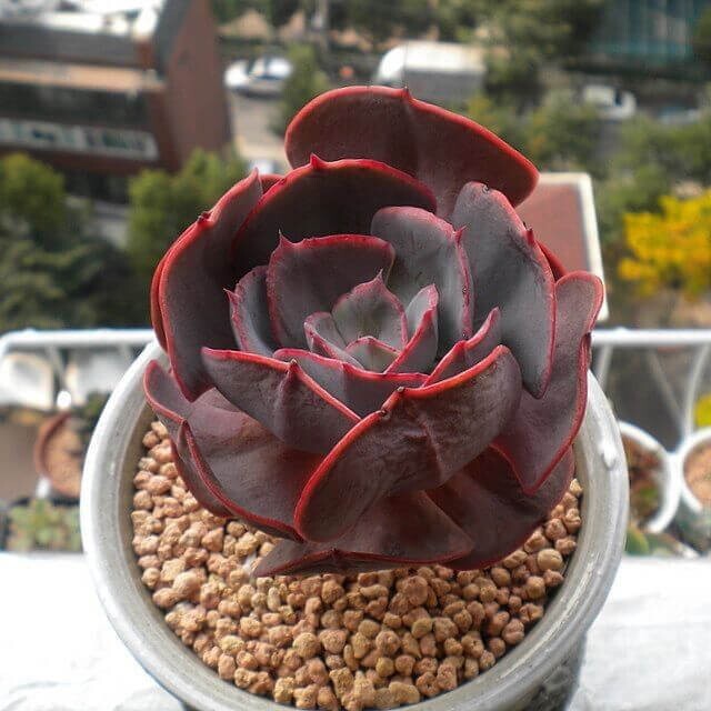 Picture 2 of 4