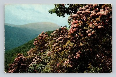 Vintage 1955 Mountain Laurel Bloom Southern Mountains Postcard W M Cline Co