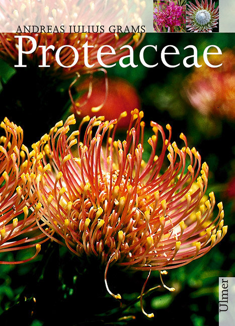 Thumbnail - Andreas J Grams / Proteaceae