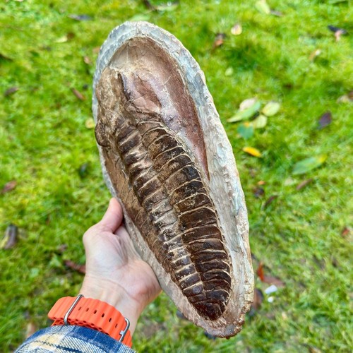 FÓSIL TRILOBITE CAMBROBALLAS TELESTO GIGANTE 10", Cámbrico Medio, Djbel Ougnat, - Imagen 3 de 3
