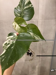 Monstera Deliciosa Variegata | eBay.de