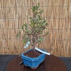 Foto 5 di 8