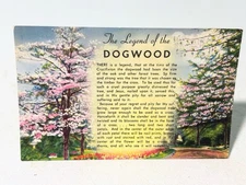 VINTAGE THE LEGEND OF THE DOGWOOD POSTCARD BD