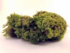 Hylocomium splendens Mood Moss for Terrariums and Bonsai Aquarium