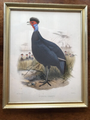Large famed Elliott antique hand-colored print of Helmeted Guineafowl of Africa