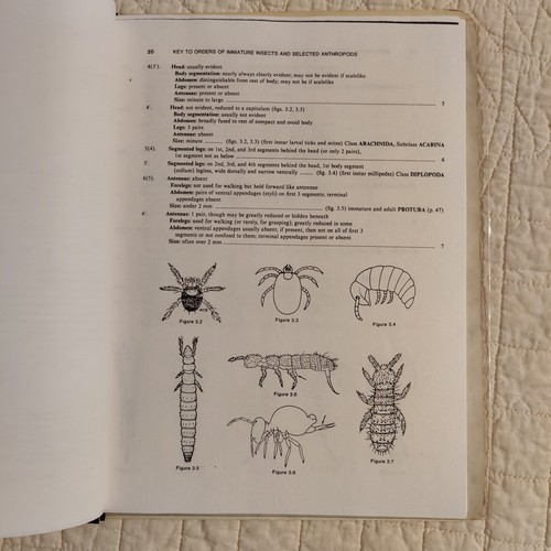 Schlüssel zu Orden unreifer Insekten und ausgewählter Arthropoden Stuart B. Hill Ökologie - Bild 12 von 24
