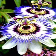 BLUE PASSION FLOWER SEEDS Climber Vine Fruit Plant Hummingbirds & Butterflies!