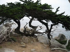 Monterey Cypress, Cupressus macrocarpa, Tree Seeds